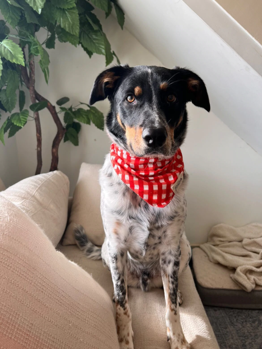 Bandana rot kariert Größe M