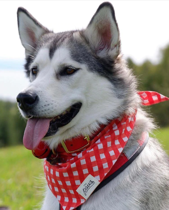 Bandana rot kariert Größe M