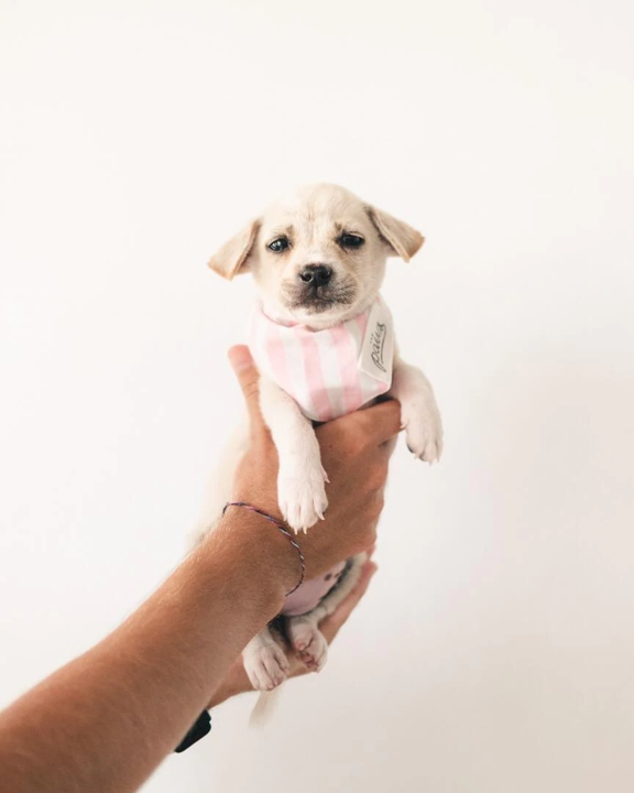 Bandana rosa gestreift Größe M