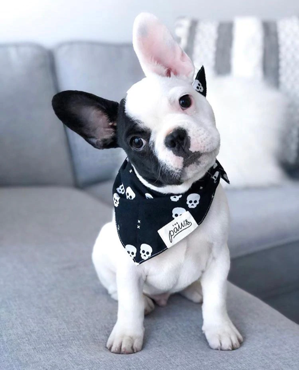 Bandana Pirat Größe L
