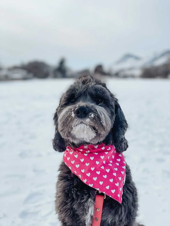 Bandana Herzen pink/weiß Größe L