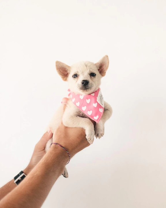 Bandana Herzen pink/weiß Größe L