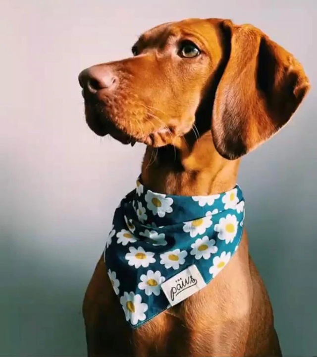 Bandana Gänseblumen blau Größe L