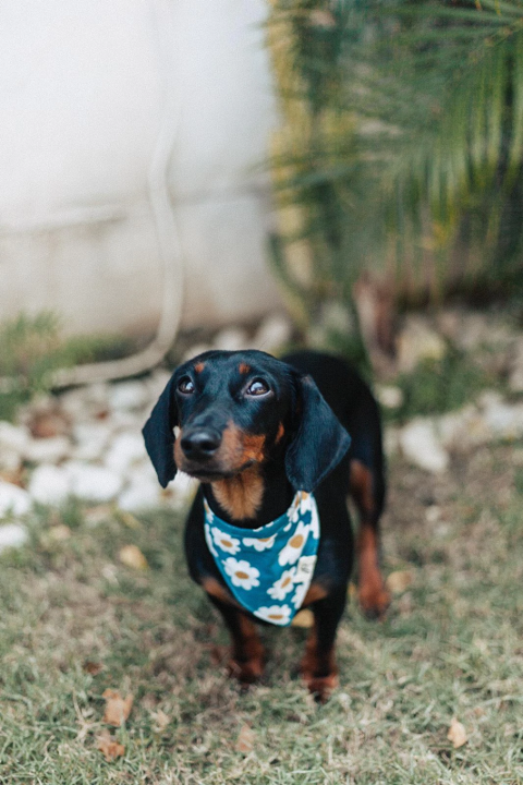 Bandana Gänseblumen blau Größe L